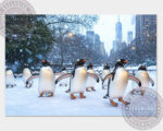 pinguine central park 03 6
