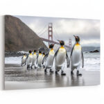 pinguine golden gate 01 1