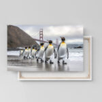 pinguine golden gate 01 2