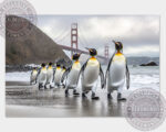 pinguine golden gate 01 6