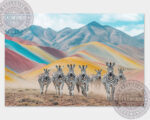 zebras 04 6