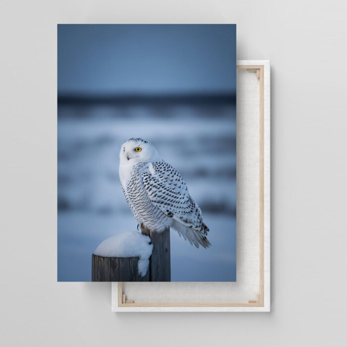 Schneeeule in der Dämmerung Leinwandbild Schlafzimmer Bild Wohnzimmer Tier Kunst Natur Kunstdruck