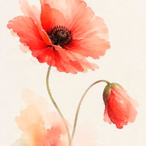 Korallenroter Mohn