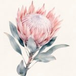 Rosa Protea