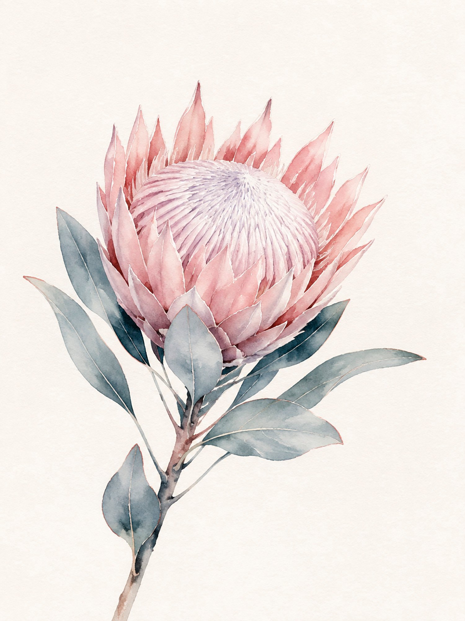 16-protea Rosa Protea – Bild 1