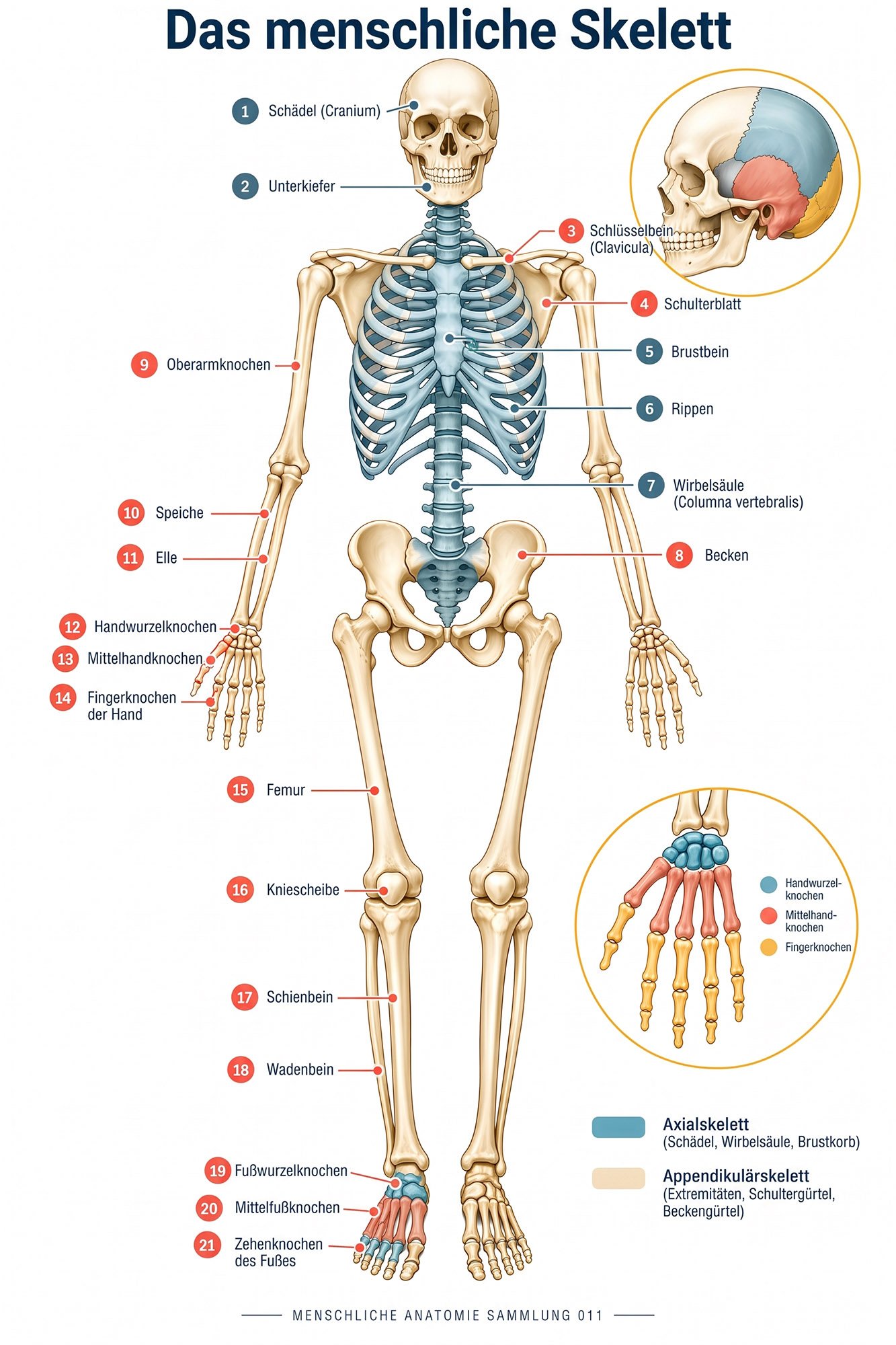 Anatomie_Menschliches_Skelett
