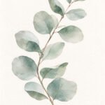 Eukalyptus in Salbei