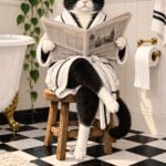Katze mit Zeitung