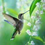 Flügelschlag zwischen Blüten
