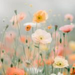 Pastellfarbene Mohnblumen
