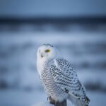 Wache im Winterblau