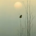 Singvogel am Morgen