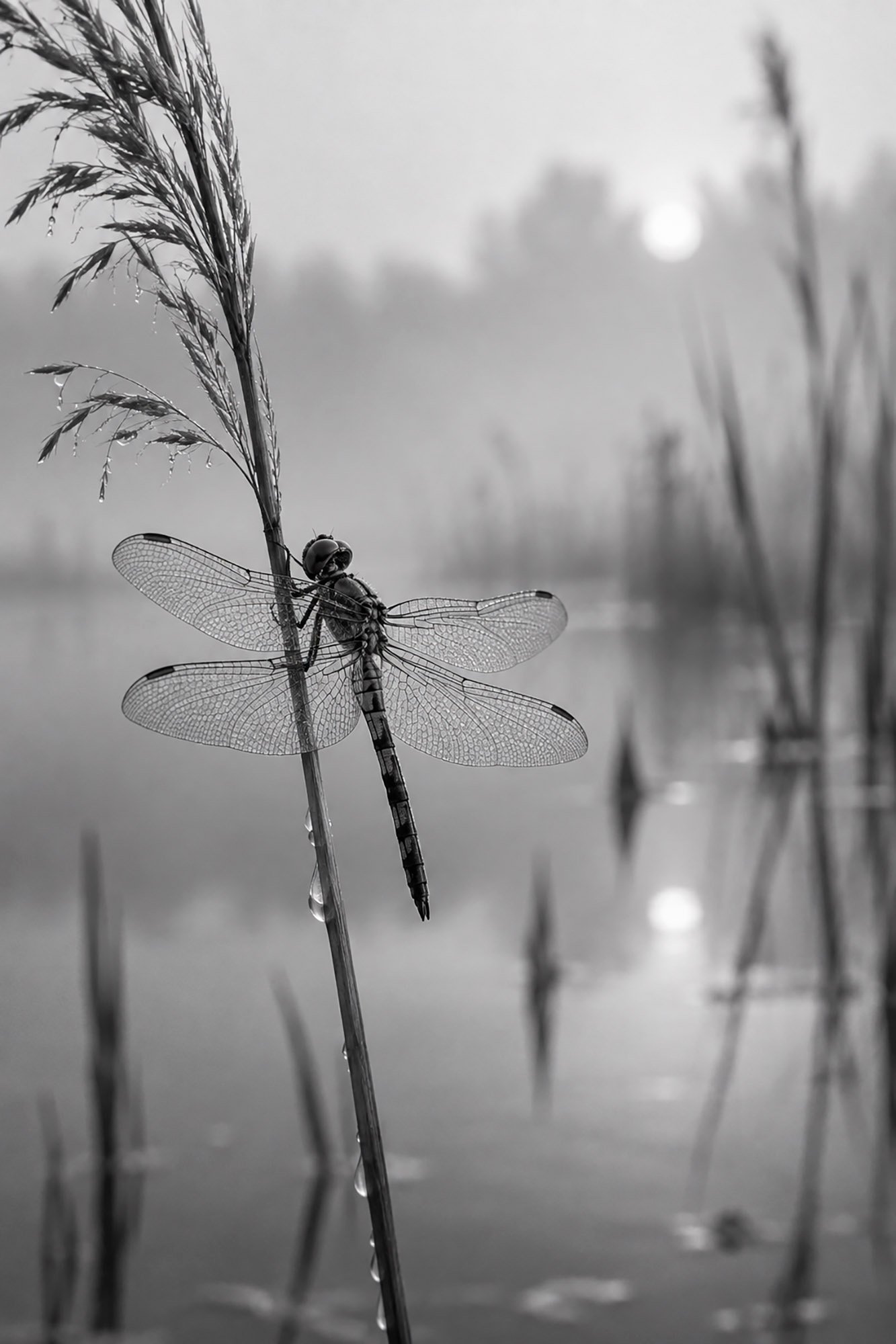 foto-08-libelle Flügel im Morgennebel – Bild 1
