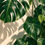 Monstera im Sonnenlicht