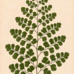 Botanische Farn-Illustration