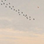 Vogelzug über der Küste